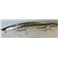 Sardine Noir