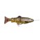 03 Dark Brown Trout